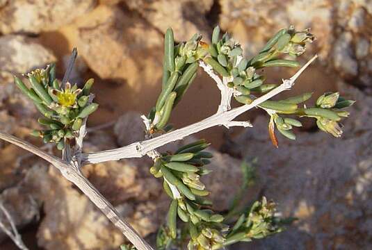 Image of <i>Gymnocarpos decander</i>