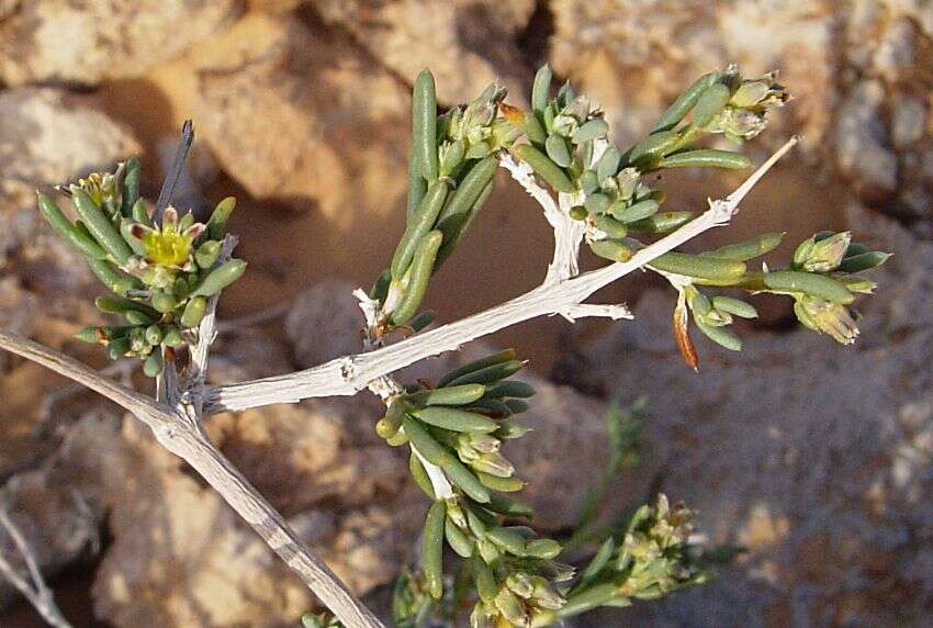 Слика од <i>Gymnocarpos decander</i>