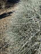 Imagem de Ephedra nevadensis S. Watson