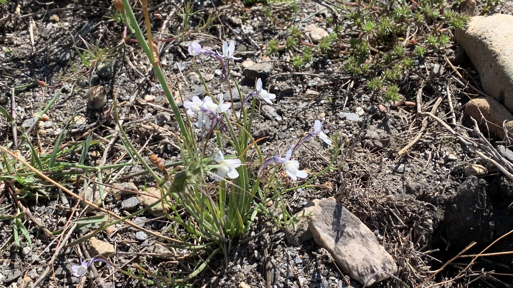 Plancia ëd Linaria nigricans Lange