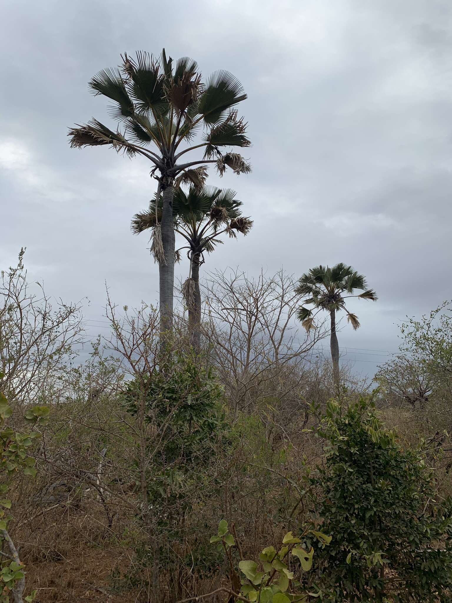 Image of palmyra palm