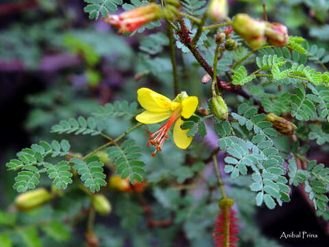 Image of <i>Arquita mimosifolia</i>