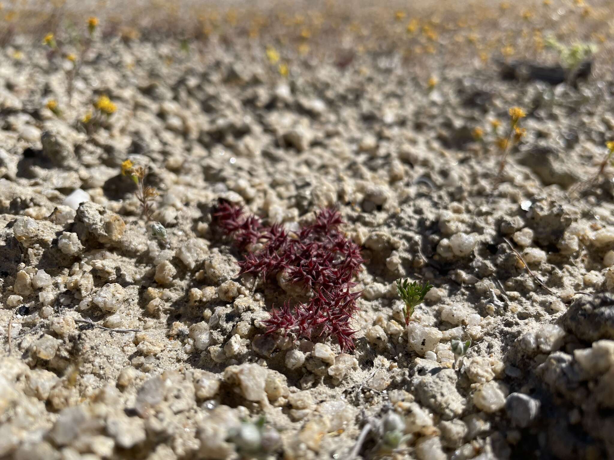 Image of knotweed spineflower