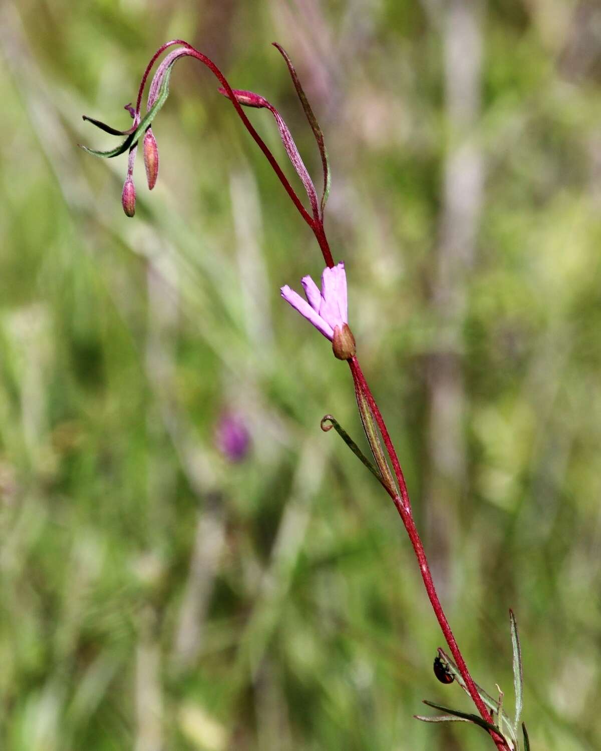 Imagem de Clarkia gracilis (Piper) A. Nels. & J. F. Macbr.