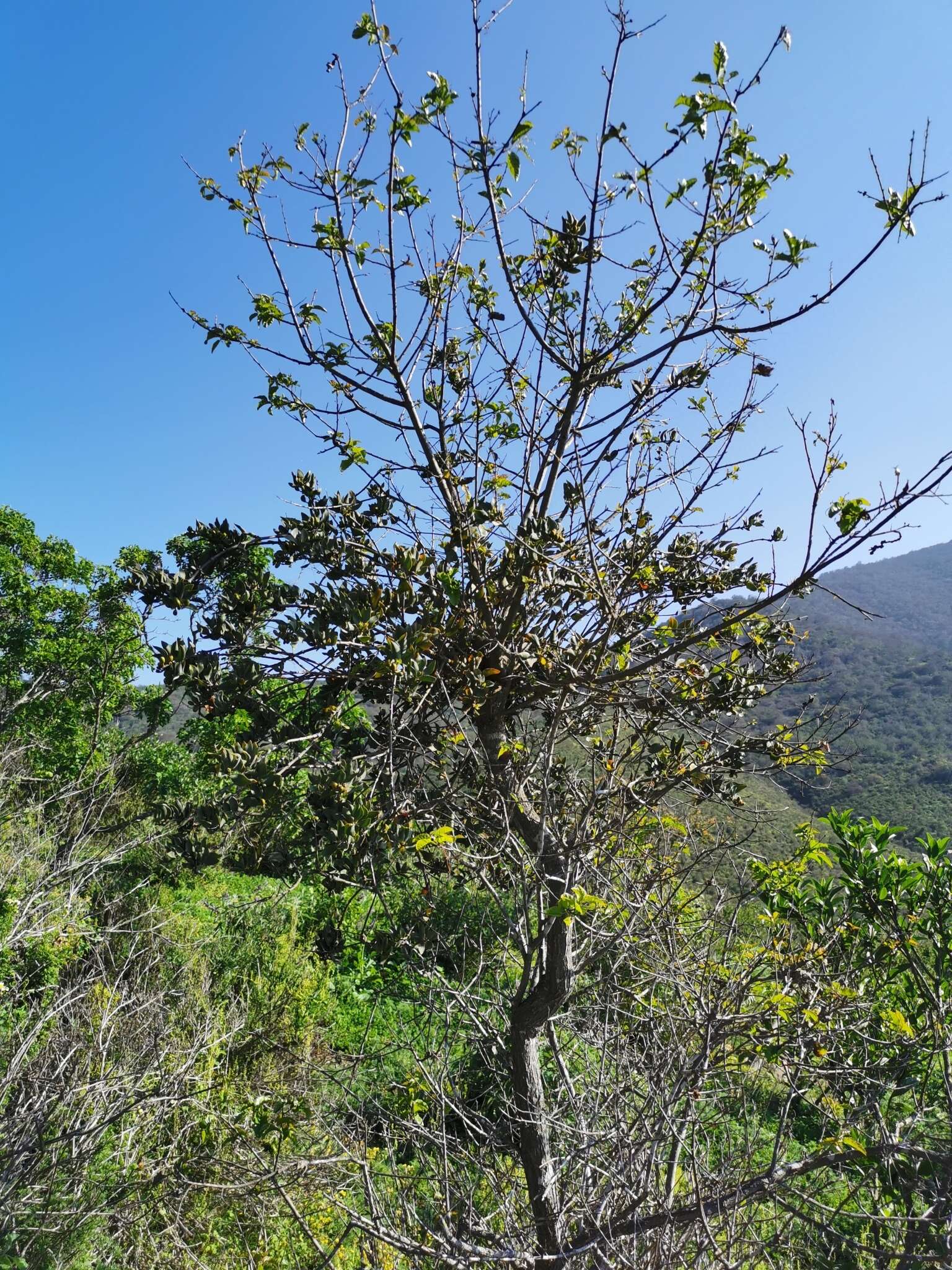 Image of Schinus latifolius (Gillies ex Lindl.) Engl.