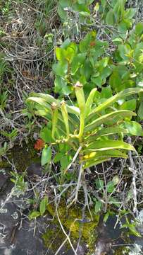 Image of Aerangis ellisii (B. S. Williams) Schltr.