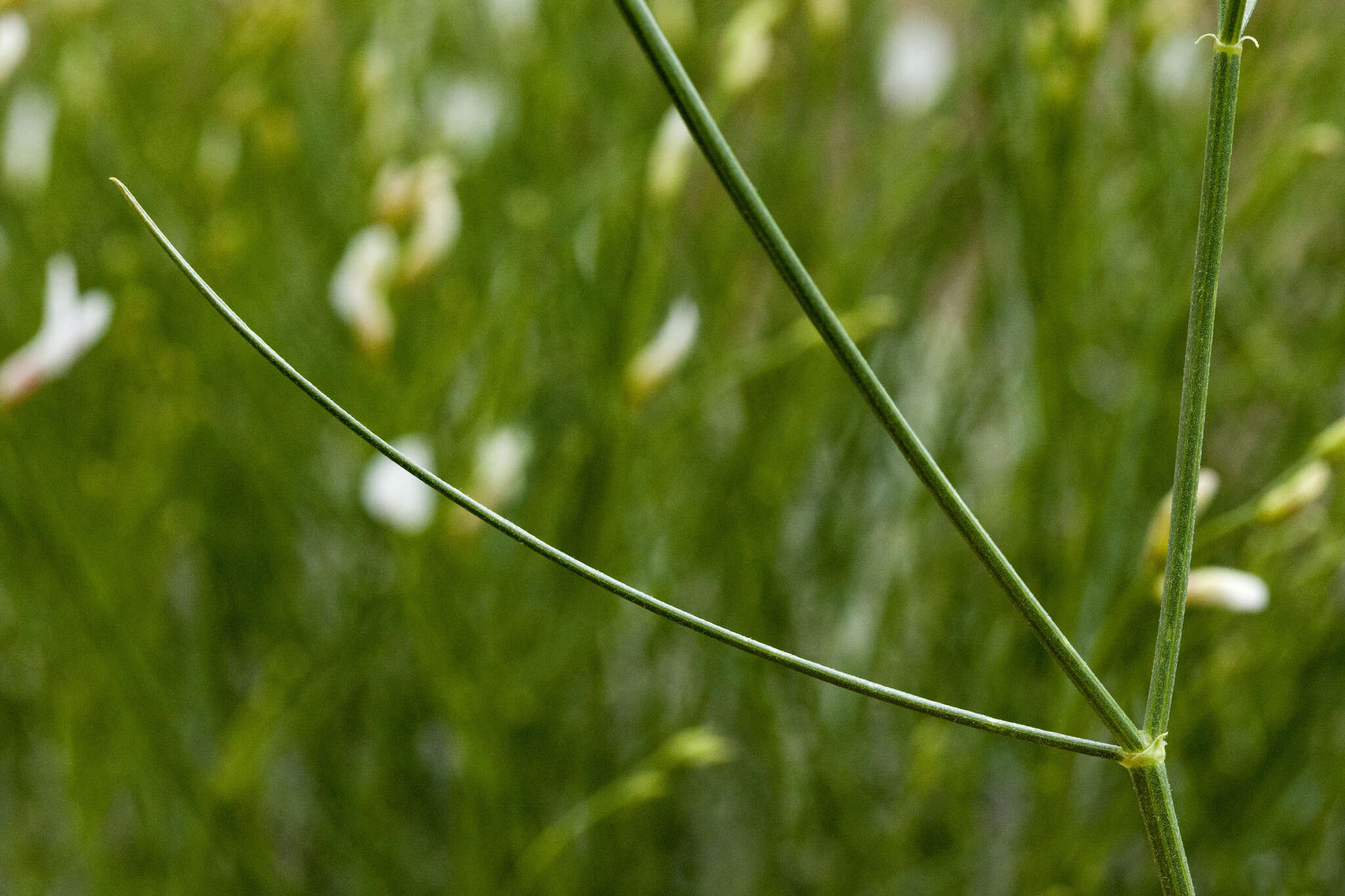 Imagem de Astragalus rafaelensis M. E. Jones