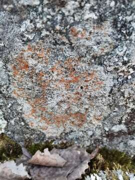 Image of rockloving lecidea lichen