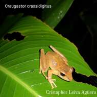 Image of Isla Bonita Robber Frog