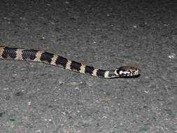 Image of Stephens's Banded Snake