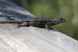 Image of Anahuacan Bunchgrass Lizard