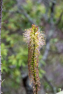 صورة Agave mitis Mart.