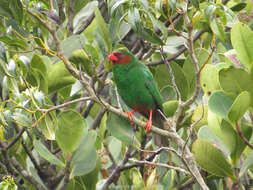 Chlorornis Reichenbach 1850的圖片