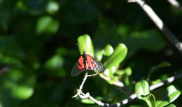 Image of Acraea ranavalona Boisduval 1833