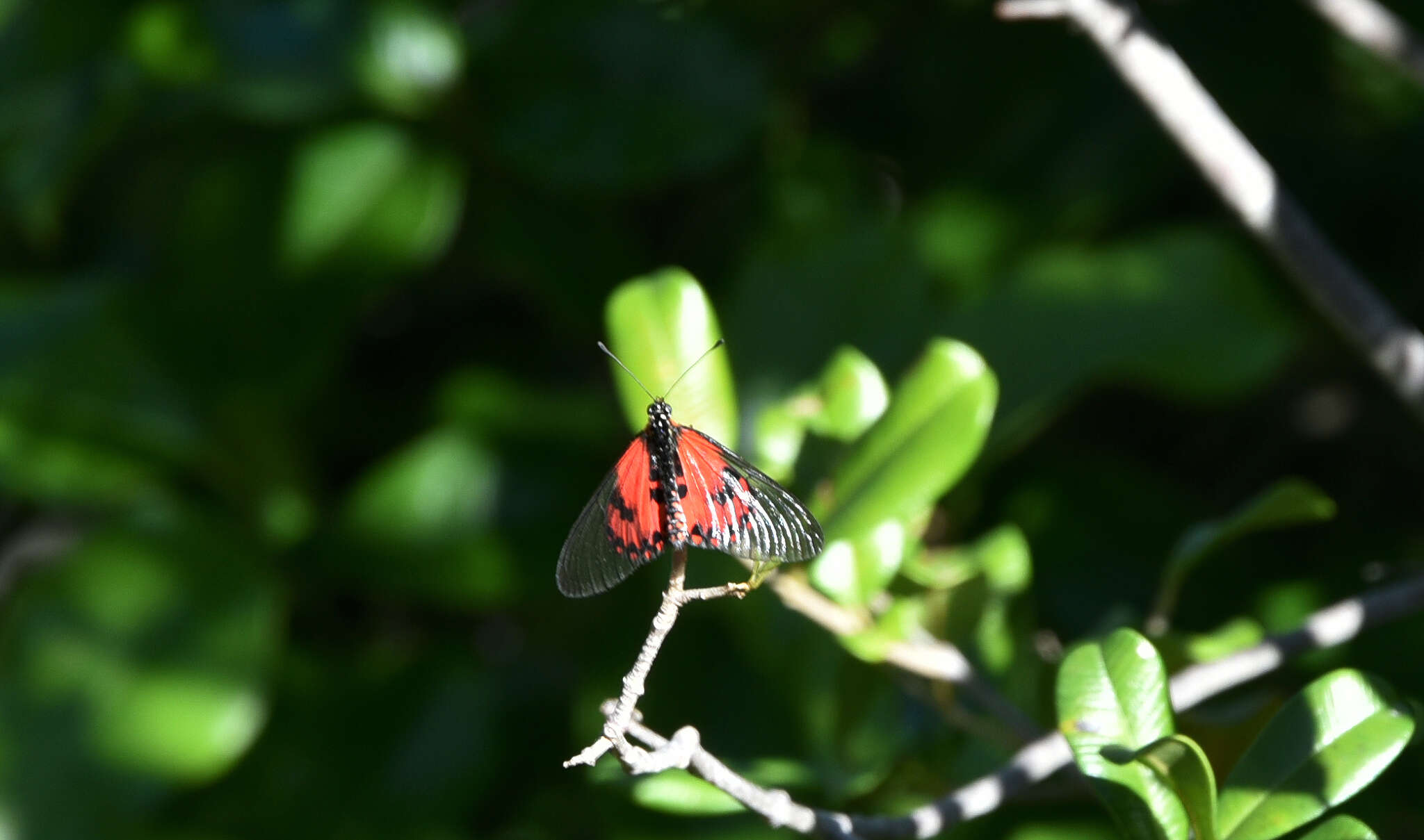 Acraea ranavalona Boisduval 1833的圖片