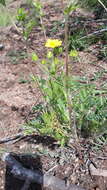 Image de Potentilla chalchorum Sojak