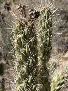 Image of Cylindropuntia abyssi (Hester) Backeb.