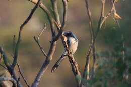 صورة Aphelocoma californica hypoleuca Ridgway 1887