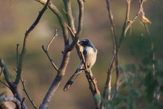 Sivun Aphelocoma californica hypoleuca Ridgway 1887 kuva