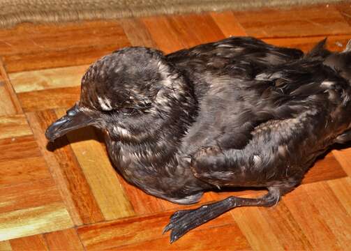 Image of Great-winged Petrel