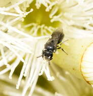 Image of Hylaeus philoleucus (Cockerell 1910)