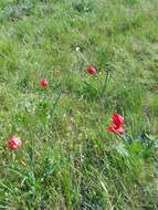 Image of Tulipa suaveolens Roth