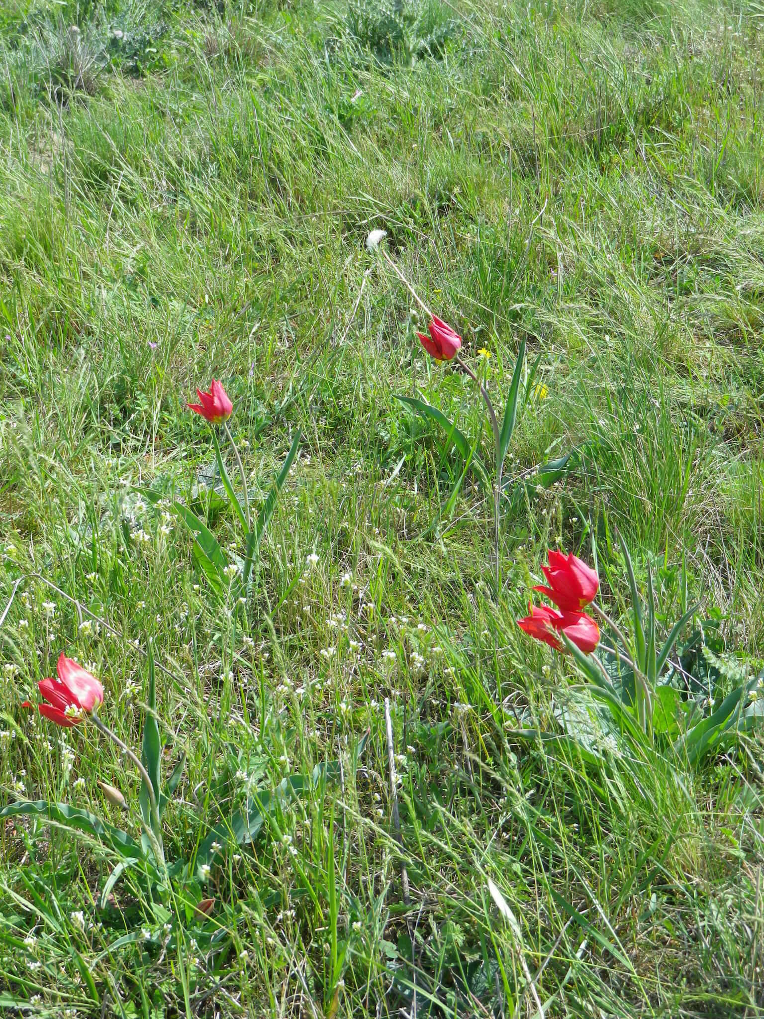 Image of Tulipa suaveolens Roth