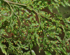 Image de Hymenophyllum pulcherrimum Col.