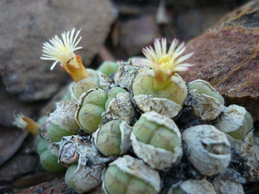 Image of button plants