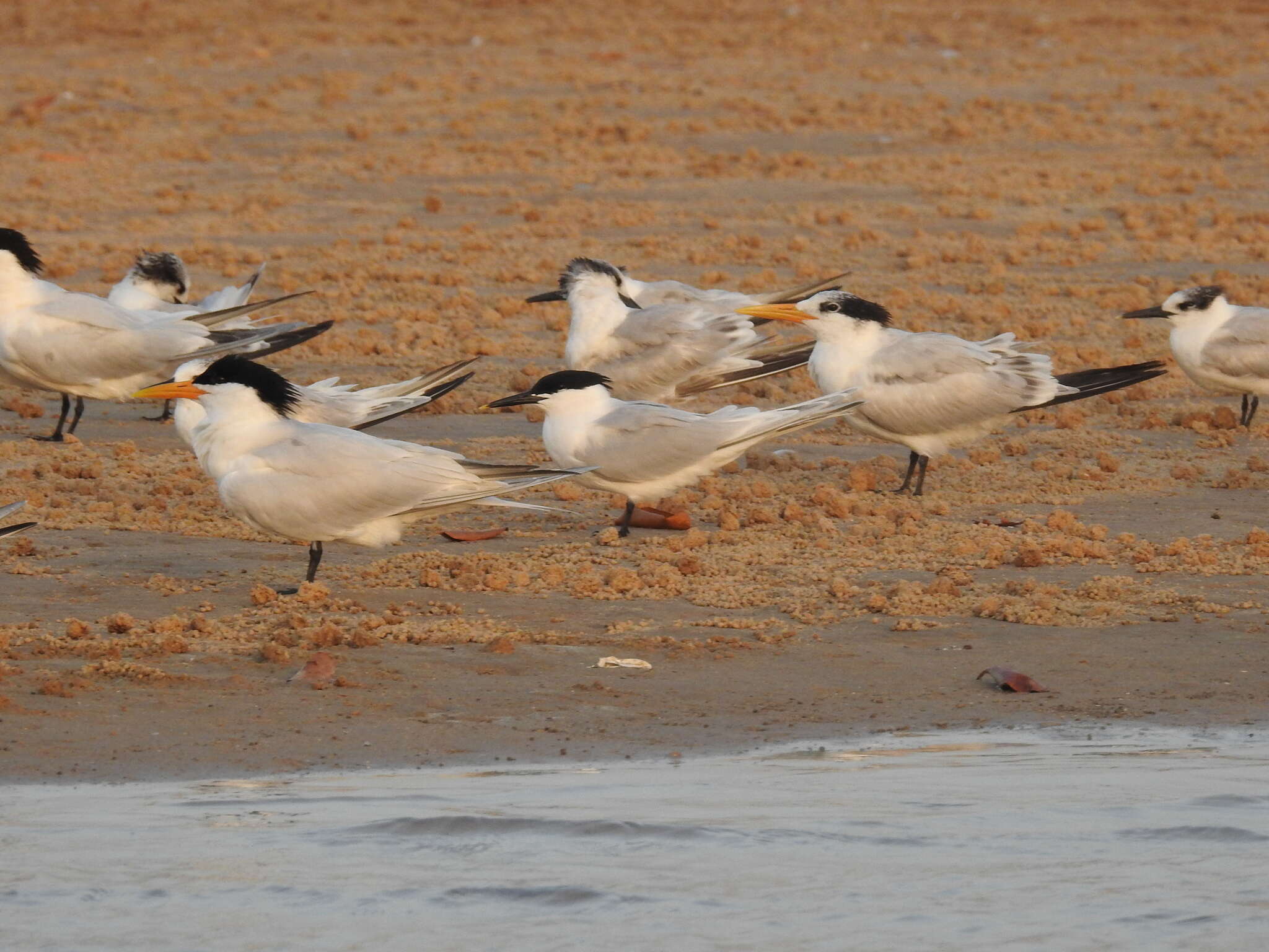 Image of West African Crested Tern