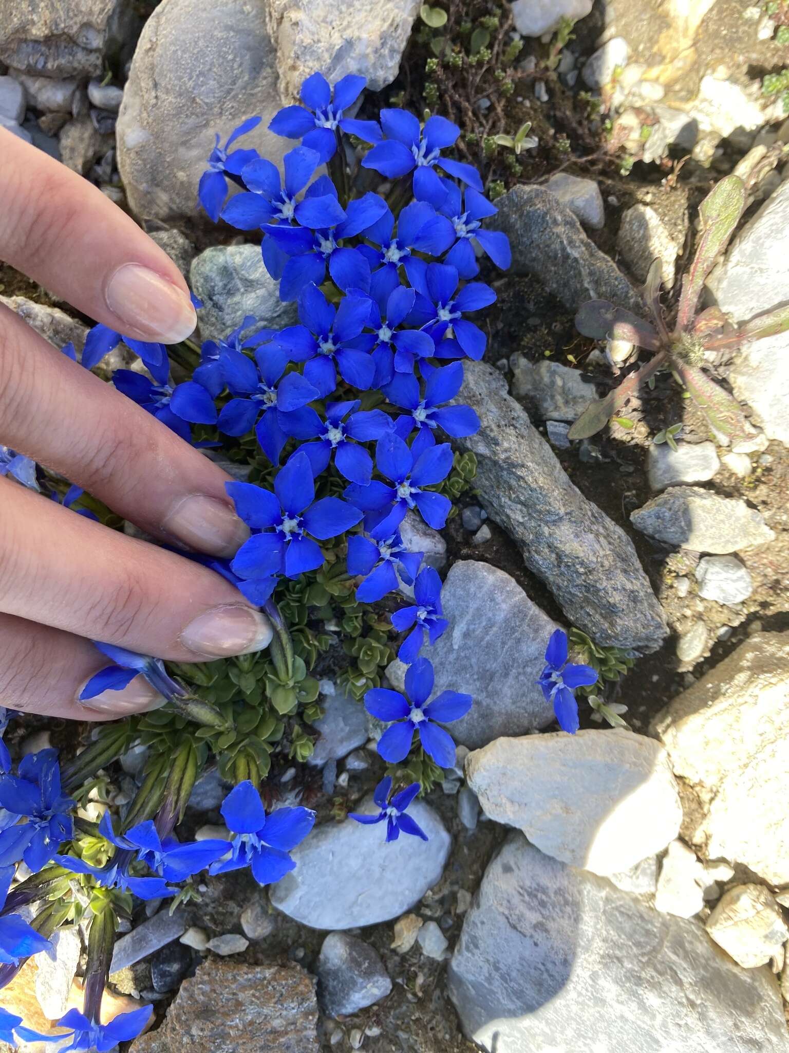 Image of Gentiana terglouensis subsp. schleicheri (Vacc.) Tutin