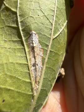 Image of Phyllonorycter celtisella (Chambers 1871)