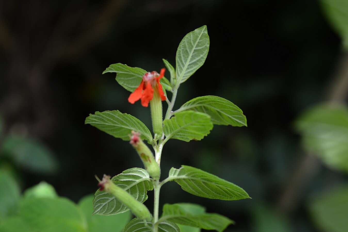 Image of Cuphea intermedia Hemsl.