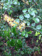 Image of lime pricklyash