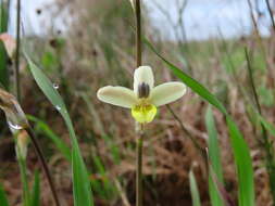 Image of Sparaxis parviflora (G. J. Lewis) Goldblatt