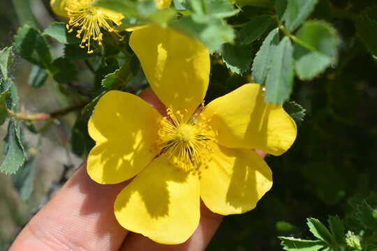 Image de Rosa hemisphaerica J. Herrm.