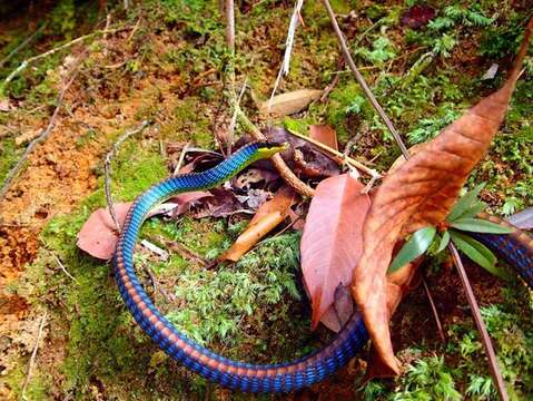 Imagem de Dendrelaphis cyanochloris (Wall 1921)