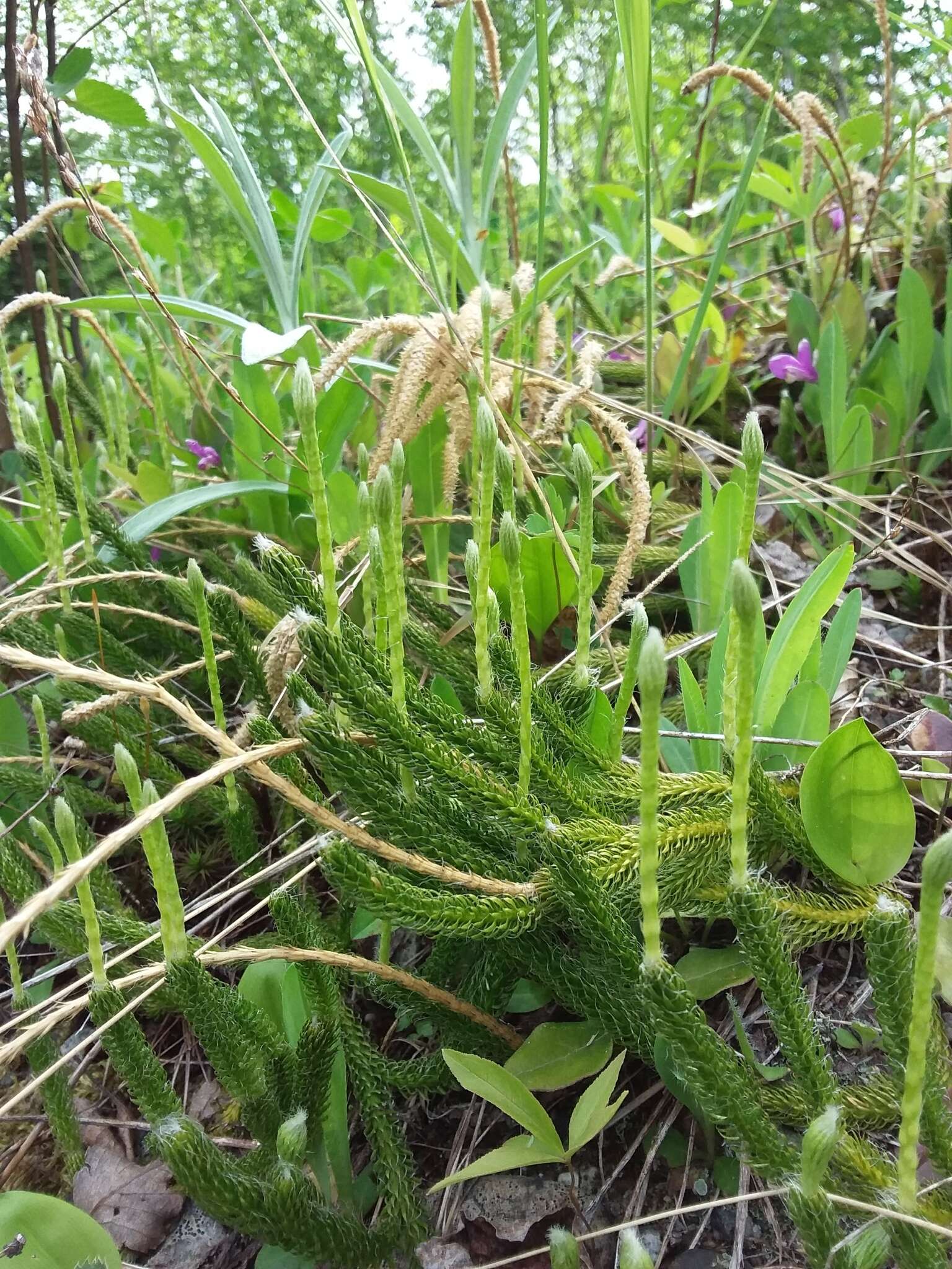 Image of one-cone clubmoss