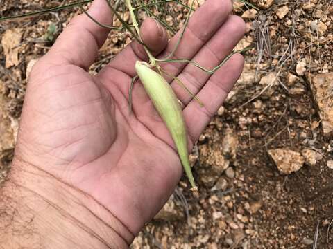 Image of Rusby's milkweed