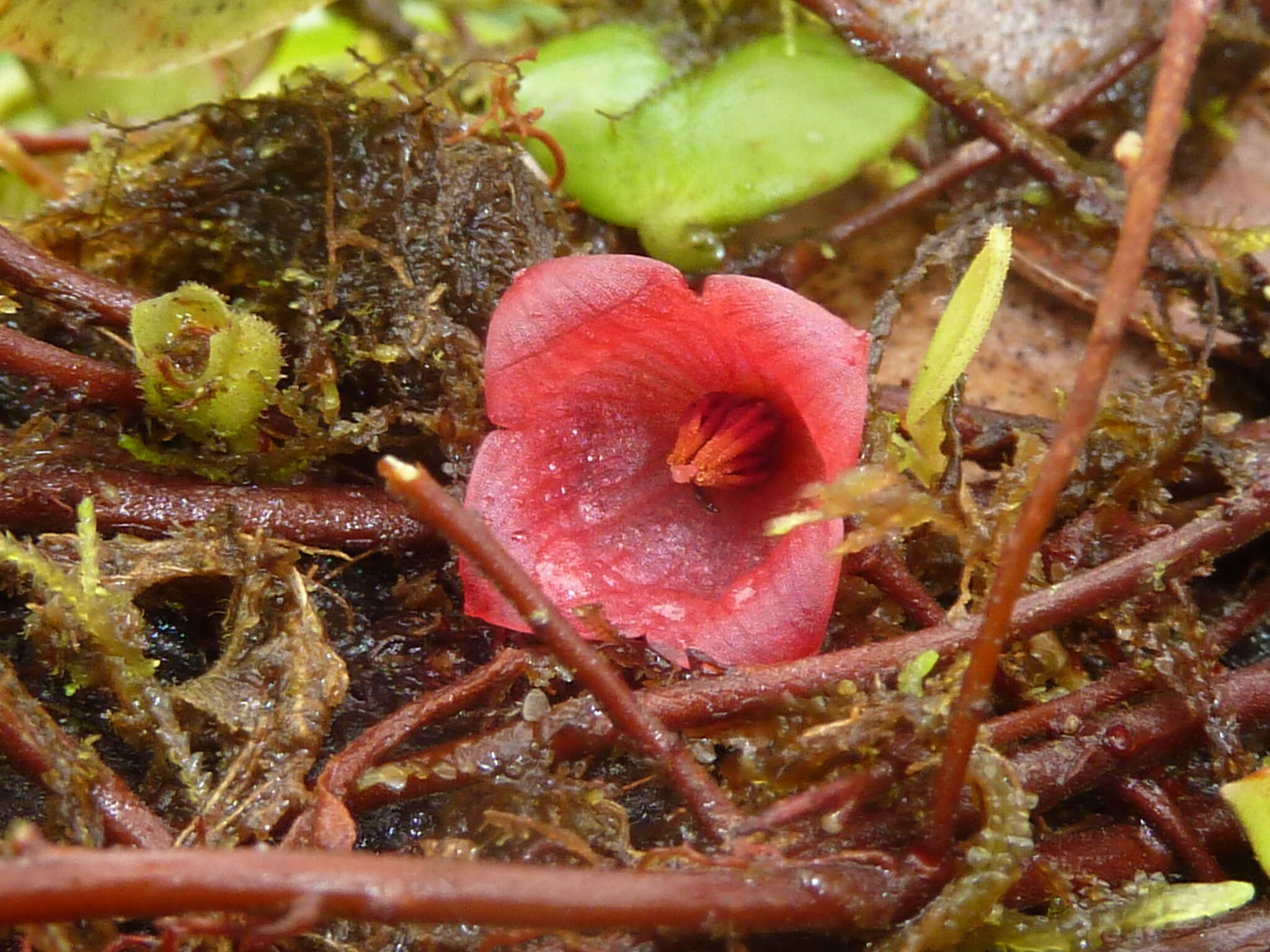 Image of Sphyrospermum dissimile (S. F. Blake) J. L. Luteyn