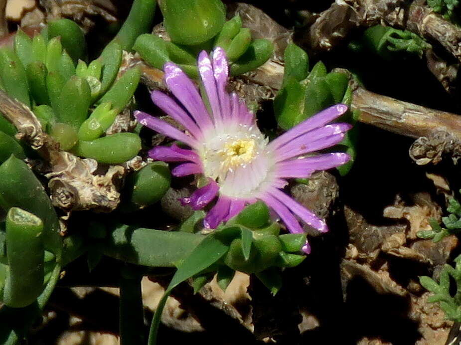 Image of Delosperma peersii Lavis