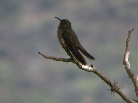 Image of Spot-throated Hummingbird