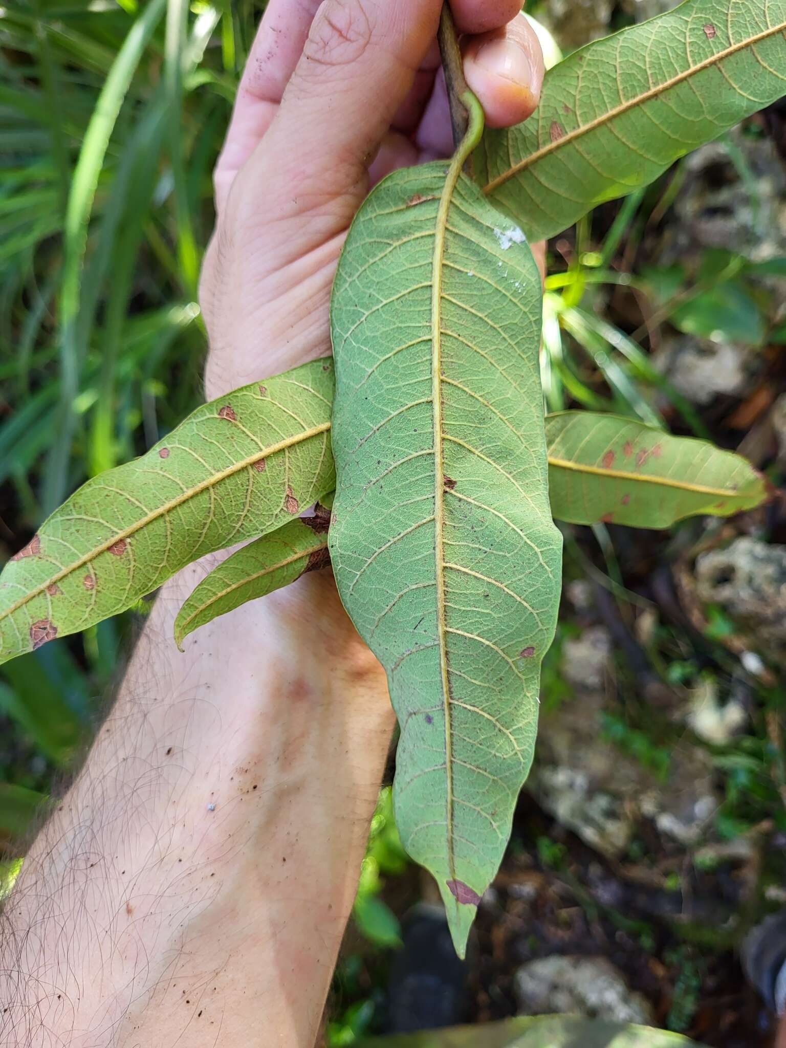 Sivun Pouteria dictyoneura subsp. fuertesii (Urb.) Cronquist kuva