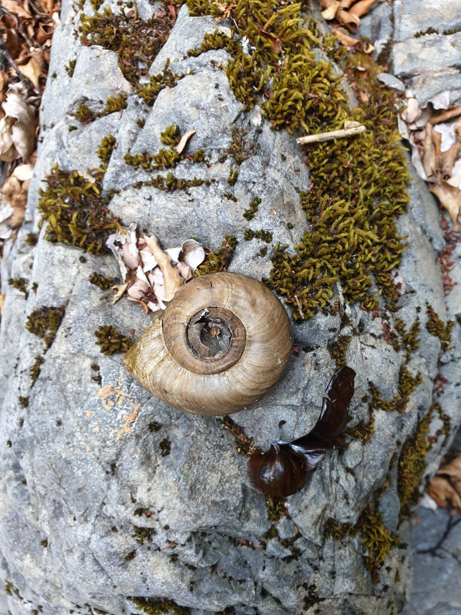 Image of Powelliphanta marchanti (Powell 1932)