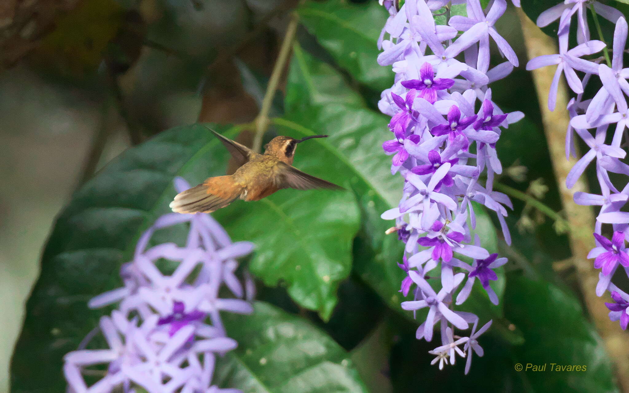 Image of Stripe-throated Hermit