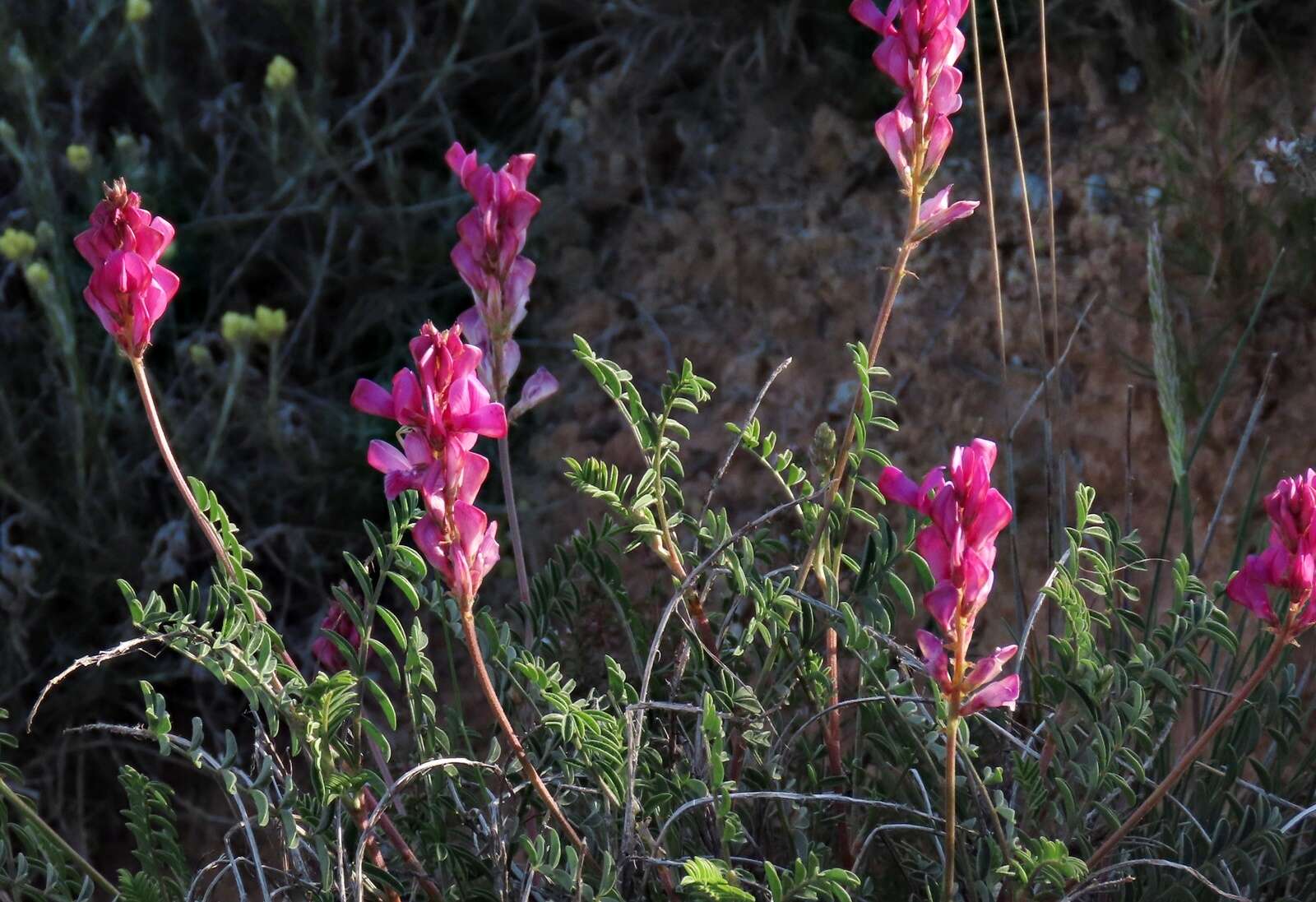 Imagem de Hedysarum boveanum Basiner