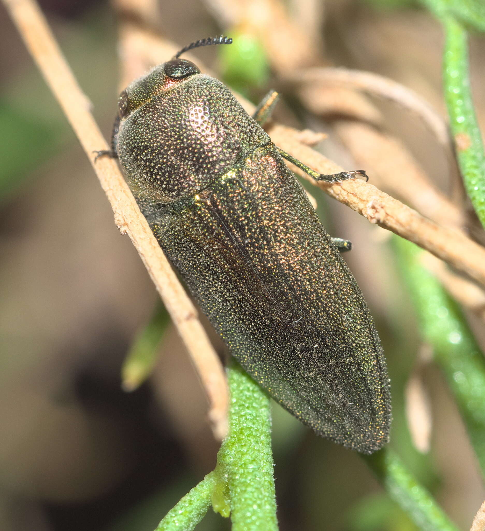 صورة Agaeocera gentilis (Horn 1885)