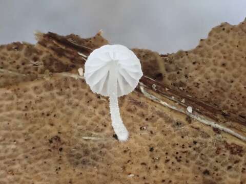 Image of Resinomycena saccharifera (Berk. & Broome) Redhead 1984