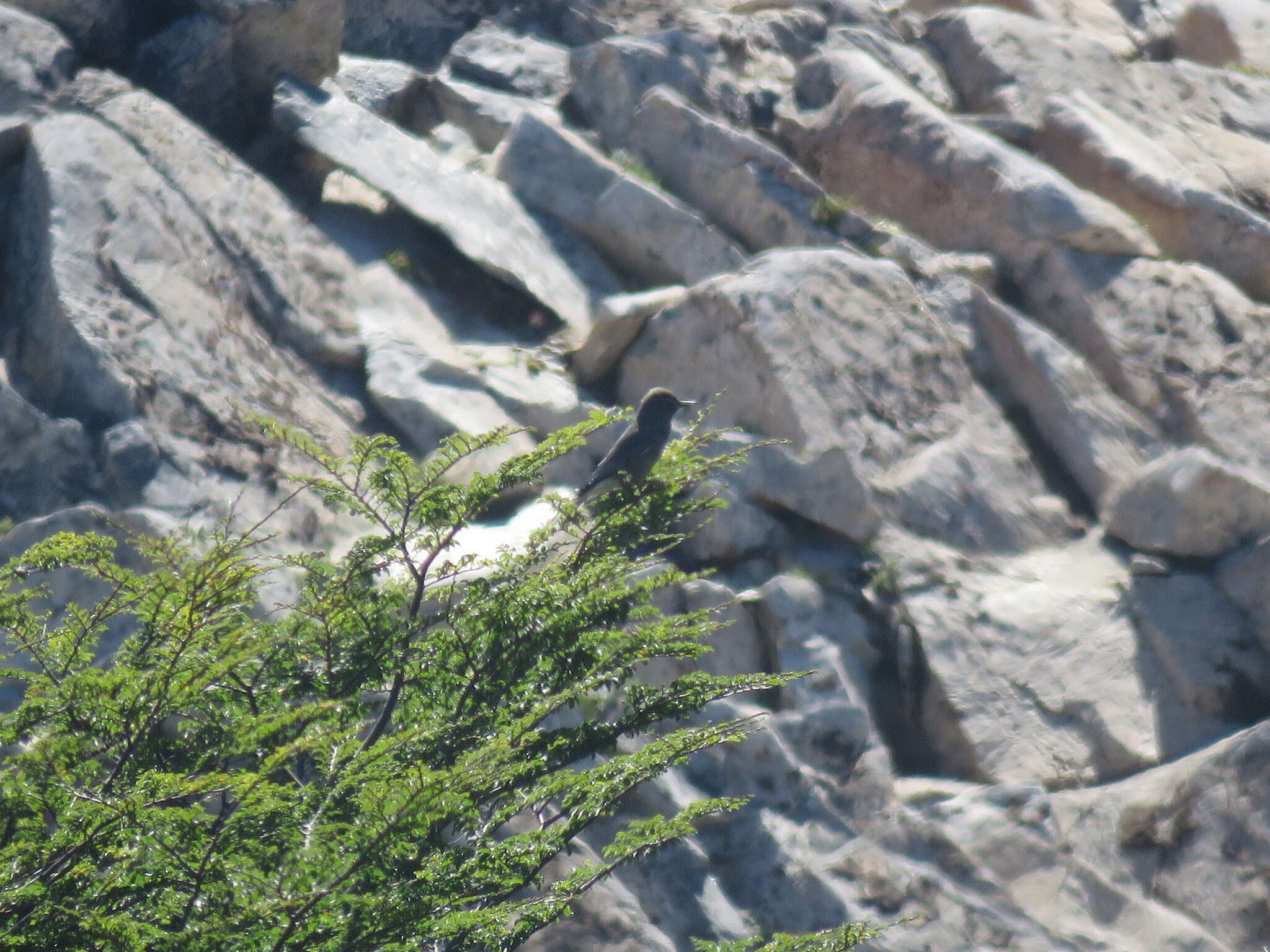 Image of Black-billed Shrike-Tyrant