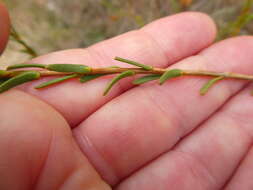 Image of Athanasia crenata (L.) L.